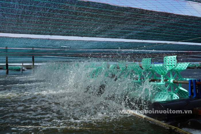 Ứng dụng công nghệ sinh học trong nuôi trồng thủy sản giúp cải thiện môi trường nước và sức khỏe tôm